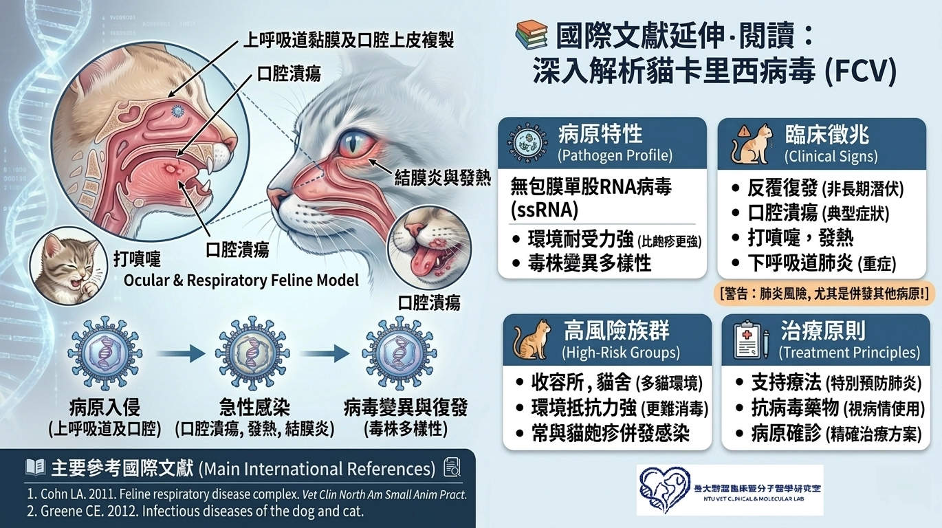 臺大獸醫製作的貓卡里西病毒 (FCV) 資訊圖，標示單股 RNA 病毒特性、口腔潰瘍與關節症狀、反覆感染循環、支持療法建議，並包含研究室標誌與檢測服務導引。