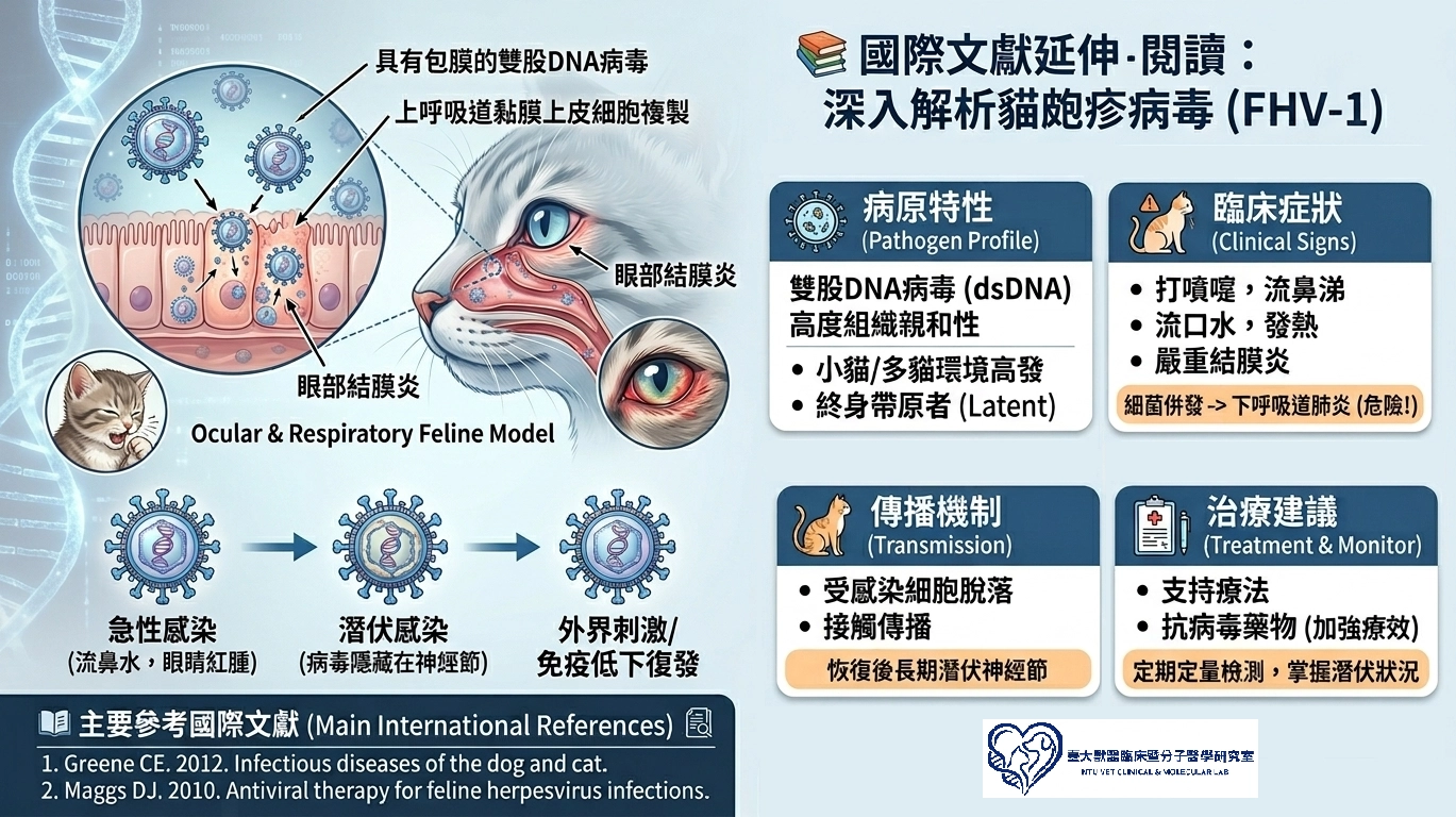 臺大獸醫702研究室製作的貓皰疹病毒 (FHV-1) 解析圖，涵蓋病毒複製機制、潛伏與復發循環、結膜炎等臨床症狀、傳播途徑與抗病毒治療建議，並附上國際文獻與檢測服務資訊。
