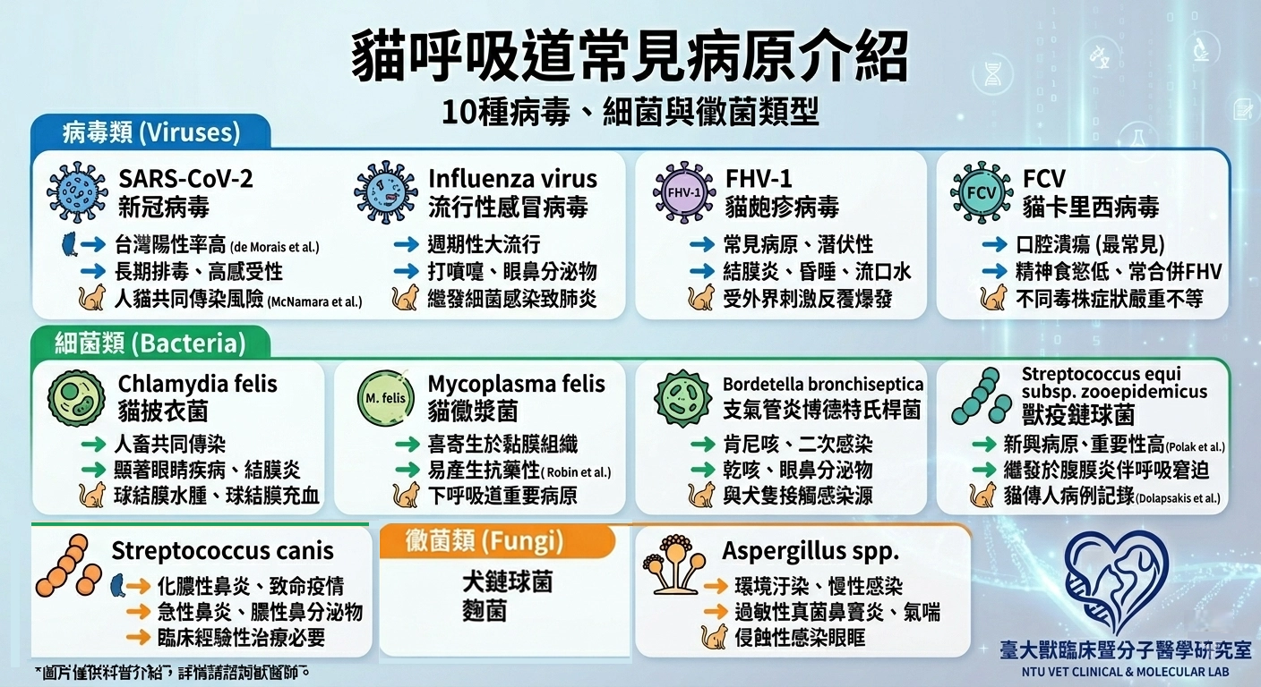 臺大獸醫臨床暨分子醫學研究室製作的貓呼吸道常見病原介紹圖表，包含：SARS-CoV-2、流行性感冒病毒、貓皰疹病毒 (FHV-1)、貓卡里西病毒 (FCV)、貓披衣菌 (Chlamydia felis)、貓黴漿菌 (Mycoplasma felis)、支氣管炎博德特氏桿菌 (Bordetella bronchiseptica)、獸疫鏈球菌 (Streptococcus equi subsp. zooepidemicus)、犬鏈球菌與麴菌。圖表列出各病原的英文名稱、簡介及臨床症狀。