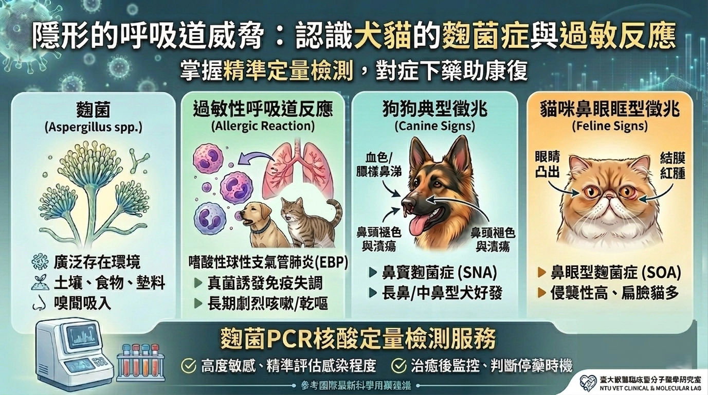 臺大獸醫臨床暨分子醫學研究室製作的『犬貓麴菌症與過敏反應』科普圖表,含麴菌簡介、過敏性呼吸道反應、狗狗典型徵兆 (SNA)、貓咪鼻眼眶型徵兆 (SOA)