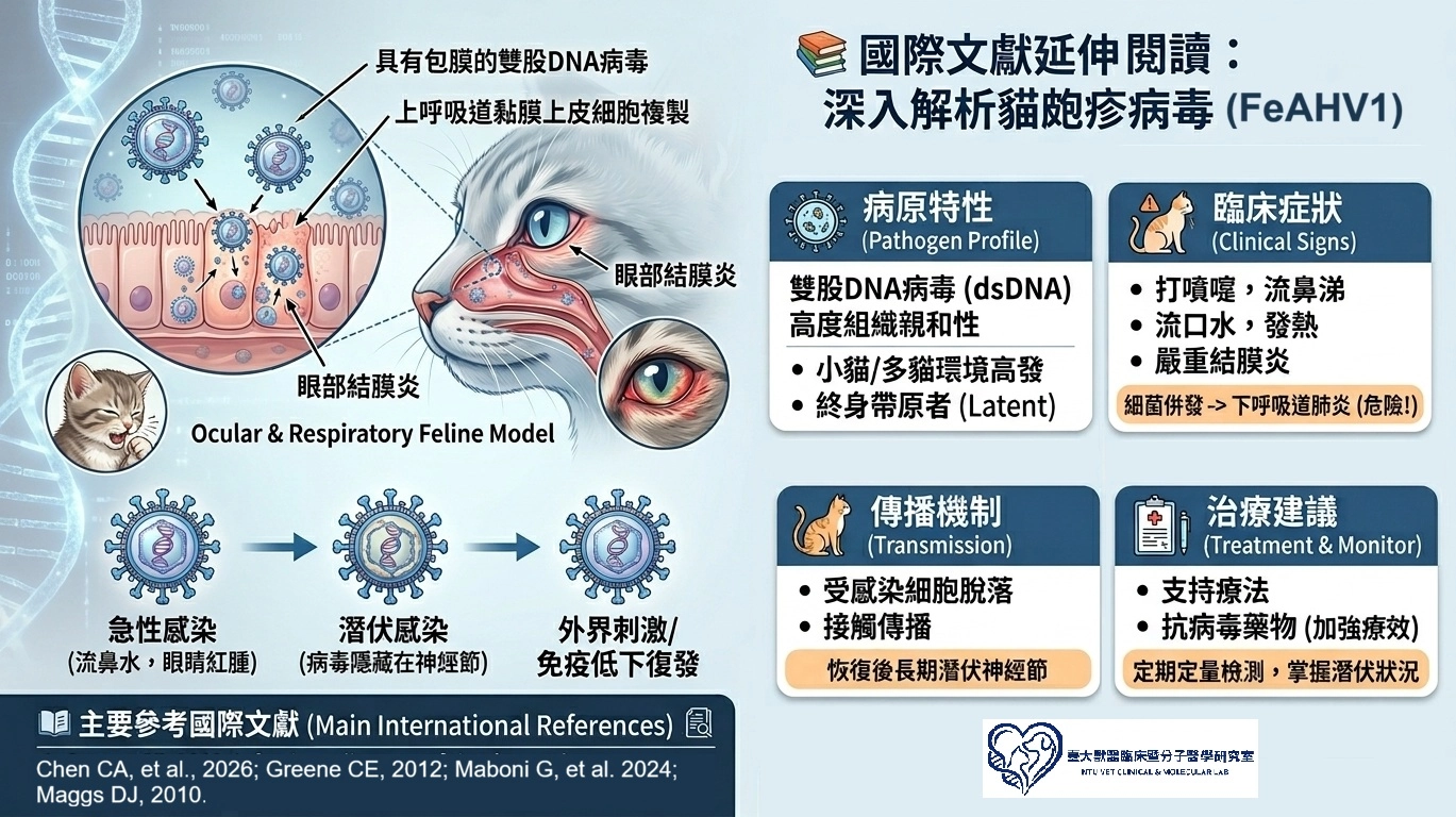 臺大獸醫702研究室製作的貓皰疹病毒 (FHV-1) 解析圖，涵蓋病毒複製機制、潛伏與復發循環、結膜炎等臨床症狀、傳播途徑與抗病毒治療建議，並附上國際文獻與檢測服務資訊。
