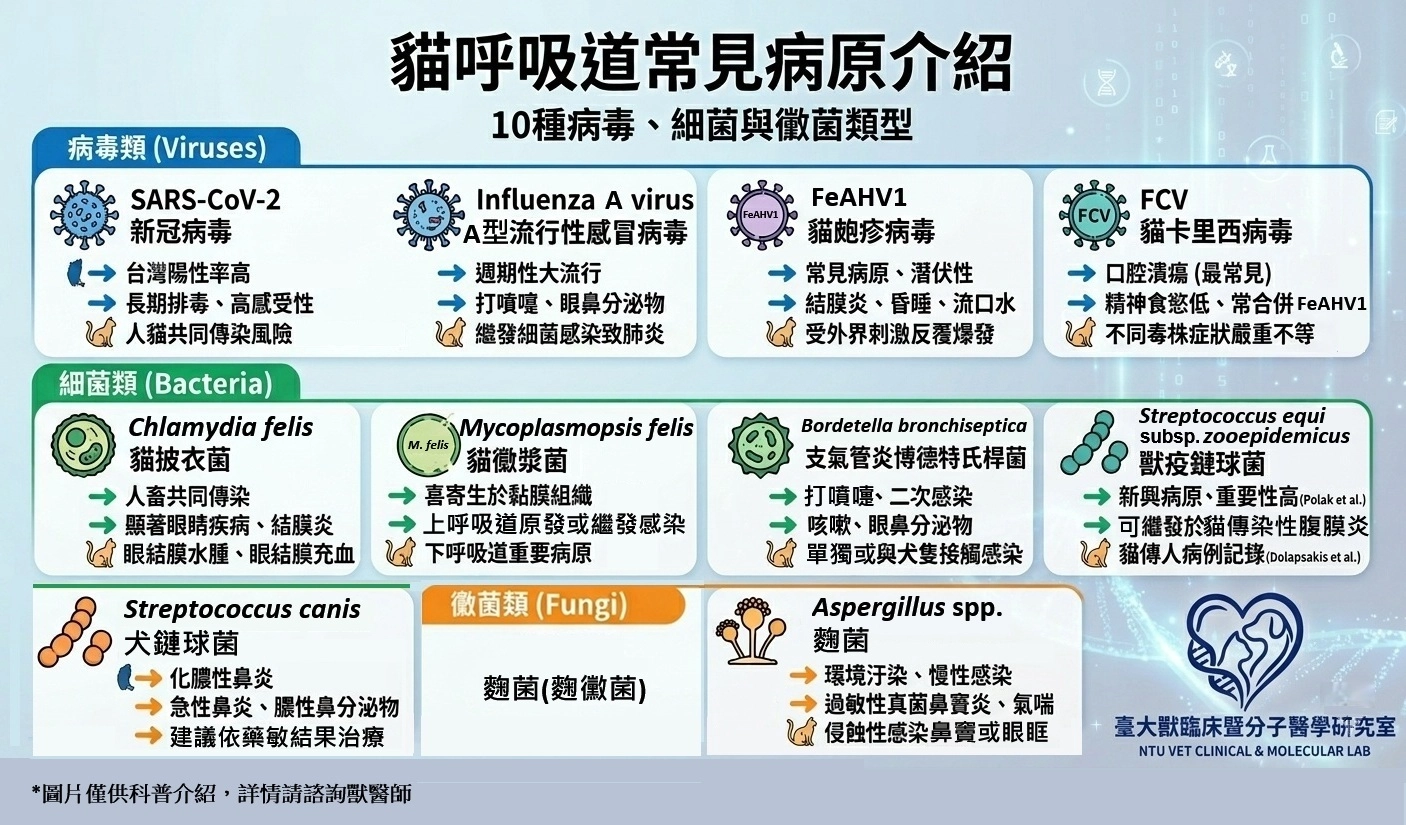 貓10種呼吸道病原介紹