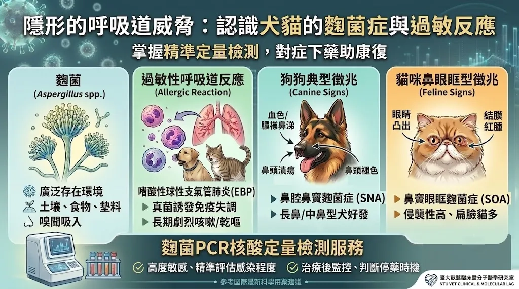 臺大獸醫臨床暨分子醫學研究室製作的『犬貓麴菌症與過敏反應』科普圖表，含麴菌簡介、過敏性呼吸道反應、狗狗典型徵兆 (SNA)、貓咪鼻眼眶型徵兆 (SOA)